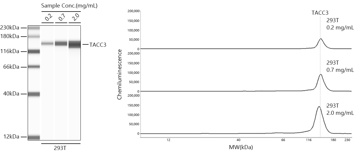 TACC3 Monoclonal Antibody [7S7L2]