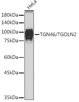 TGN46/TGOLN2 Monoclonal Antibody [9G5X6]
