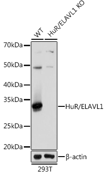HuR/ELAVL1 Monoclonal Antibody [9Q6L3]