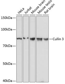Cullin 3 Monoclonal Antibody [7W3E3]