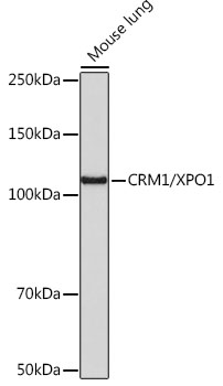 CRM1/XPO1 Monoclonal Antibody [1J0L10]