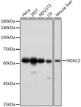HDAC2 Monoclonal Antibody [10R7O1]
