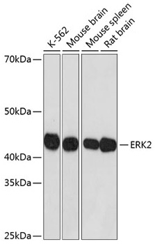 ERK2 Monoclonal Antibody [2K9N9]