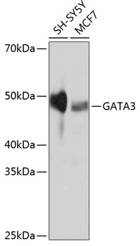GATA3 Monoclonal Antibody [6V3Z4]