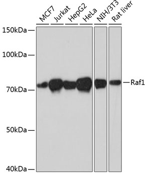 Raf1 Monoclonal Antibody [4G6C1]
