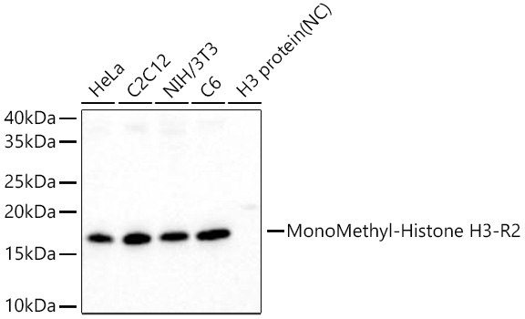 MonoMethyl-Histone H3-R2 Monoclonal Antibody [3Y5F9]