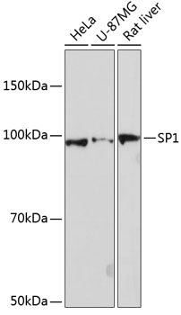 SP1 Monoclonal Antibody [5I3A8]