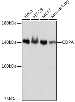 COPA Monoclonal Antibody [3W6Y6]