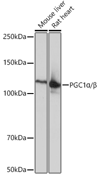 PGC1alpha/B Monoclonal Antibody [5K0F4]
