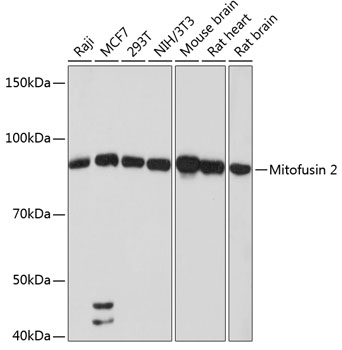 Mitofusin 2 Monoclonal Antibody [4H10F8]