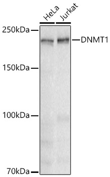 DNMT1 Monoclonal Antibody