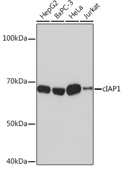 cIAP1 Monoclonal Antibody [2L0W9]