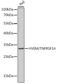 HVEM/TNFRSF14 Polyclonal Antibody