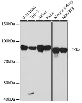 IKKa Monoclonal Antibody [2M10E3]