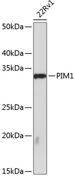 PIM1 Monoclonal Antibody [4C8D0]