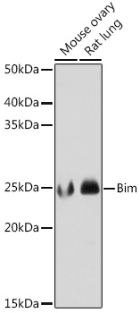 Bim Monoclonal Antibody [3R0T2]