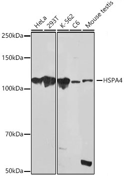 HSPA4 Monoclonal Antibody [10A9C5]