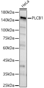 PLCB1 Polyclonal Antibody