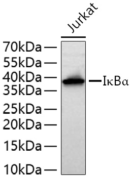 IkappaBa Monoclonal Antibody [9H7X4]