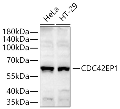 CDC42EP1 Monoclonal Antibody [4P7S6]