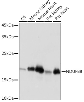 NDUFB8 Monoclonal Antibody [6T8G1]