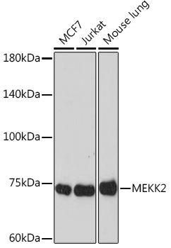 MEKK2 Monoclonal Antibody [9L5O3]