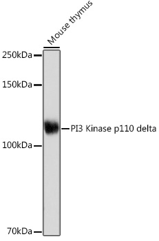 PI3 Kinase p110 delta Monoclonal Antibody [3J0F6]