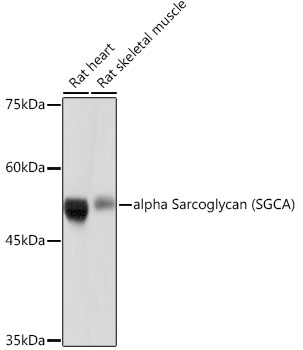 Alpha Sarcoglycan (SGCA) Monoclonal Antibody [3W3Q10]