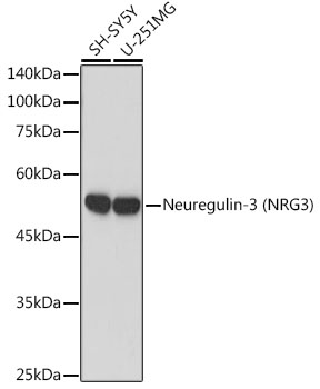 Neuregulin-3 (NRG3) Monoclonal Antibody [6V9X1]