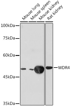 WDR4 Monoclonal Antibody [5R7B6]