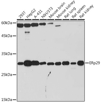 ERp29 Monoclonal Antibody [1J0D3]