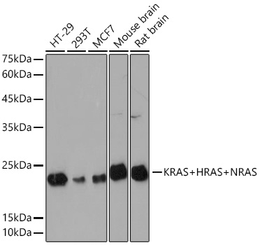 KRAS+HRAS+NRAS Monoclonal Antibody [6J9I4]