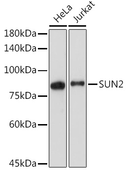 SUN2 Monoclonal Antibody [8E8D7]