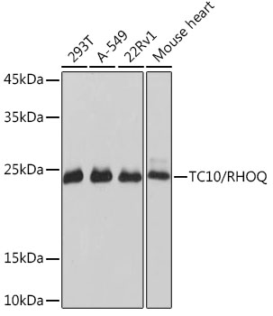 TC10/RHOQ Monoclonal Antibody [10F7Y7]