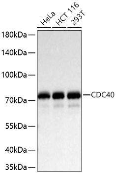 CDC40 Monoclonal Antibody [2I8I7]