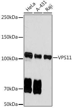 VPS11 Monoclonal Antibody [8L3D8]