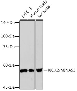 RIOX2/MINA53 Monoclonal Antibody [4E6G6]
