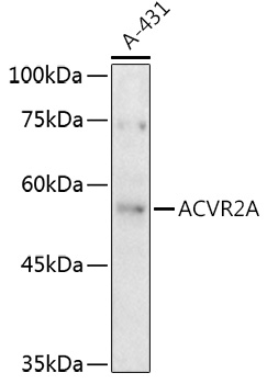 ACVR2A Polyclonal Antibody