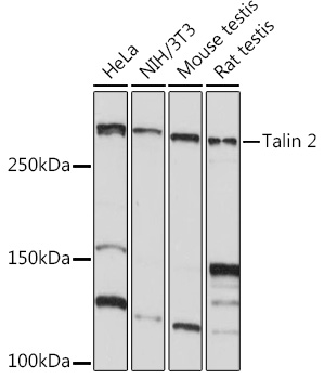 Talin 2 Monoclonal Antibody [7D1Y0]