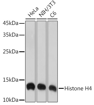 Histone H4 Monoclonal Antibody [4R4N3]