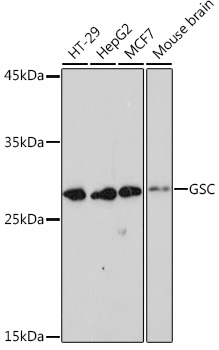 GSC Monoclonal Antibody [6M7M6]