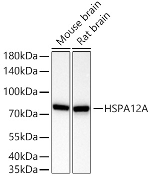 HSPA12A Monoclonal Antibody [8Q8M3]