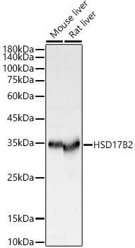 HSD17B2 Polyclonal Antibody