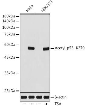 Acetyl-p53- K370 Monoclonal Antibody [9X9X3]