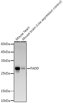 FADD Monoclonal Antibody [10L6M0]
