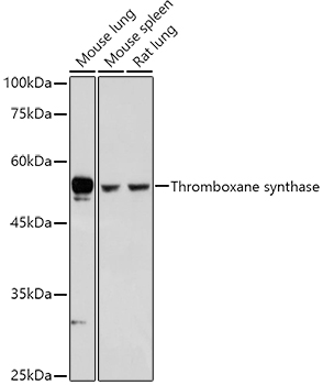 Thromboxane synthase Polyclonal Antibody