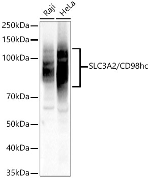 SLC3A2/CD98hc Polyclonal Antibody