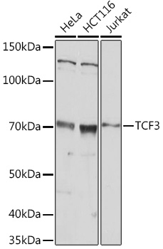 TCF3 Polyclonal Antibody