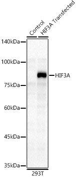 HIF3A Polyclonal Antibody