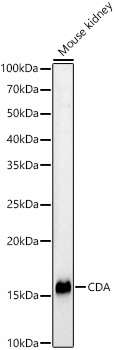 CDA Polyclonal Antibody